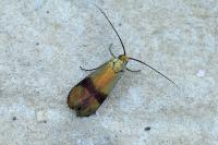 Nemophora prodigellus