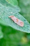 Neocochylis molliculana