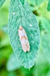 Neocochylis molliculana