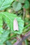 Acompsia cinerella