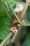 Archips xylosteana