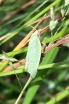 Tortrix viridana