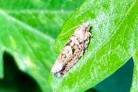Zeiraphera isertana