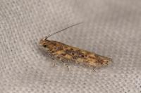 Scrobipalpa ocellatella
