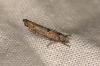 Zelleria oleastrella