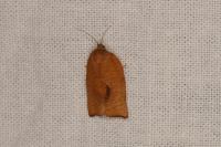 Cacoecimorpha pronubana