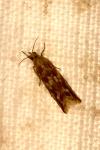 Bactra furfurana