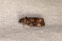 Endothenia