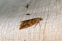 Bactra furfurana