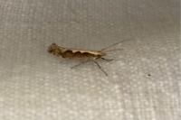Plutella xylostella