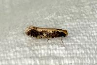 Monopis crocicapitella