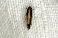 Monopis crocicapitella