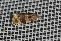 Orthotaenia undulana