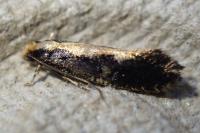 Monopis obviella