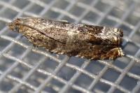 Ancylis achatana