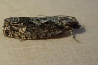 Zeiraphera isertana
