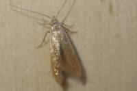 Coleophora
