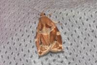 Archips xylosteana