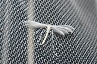 Pterophorus pentadactylus