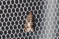 Ancylis achatana