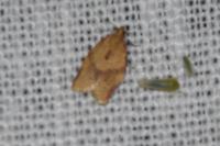 Clepsis consimilana