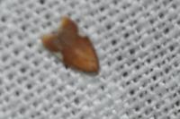 Acleris holmiana
