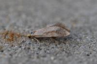 Crassa unitella