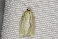 Tortrix viridana