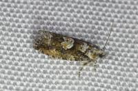 Zeiraphera isertana