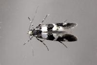 Denisia luctuosella