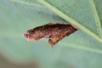 Coleophora flavipennella