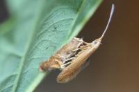 Coleophora flavipennella