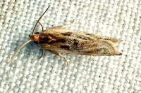 Eucosma gr. cana