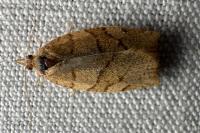 Pandemis cerasana