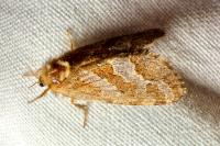 Phymatopus hecta