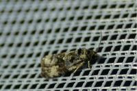 Endothenia