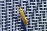Crassa unitella