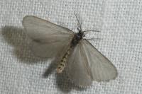 Rebelia plumella surientella