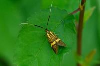 Nemophora degeerella