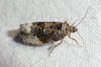 Hedya nubiferana