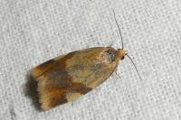 Zelotherses ferugana