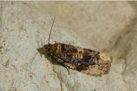 Hedya ochroleucana