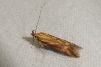 Metzneria aprilella