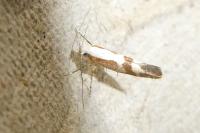 Argyresthia pruniella