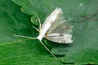 Argyresthia pruniella