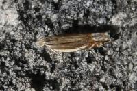 Sophronia humerella