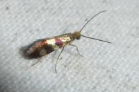 Micropterix aglaella