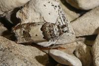 Epinotia thapsiana
