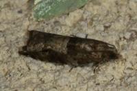 Rhopobota naevana