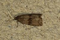 Celypha striana